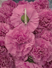 Cargar imagen en el visor de la galería, Flor flamenca pinza varioa colores